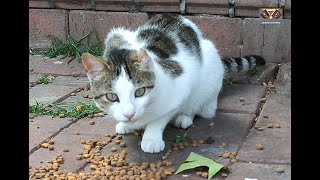 Sweet Cat Eating Food Moment.  #catmeow , #catfood , #happycats, #cat ,  #catvideos , #hungrycat