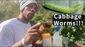 How to Stop Cabbage Worms From Destroying Your Garden