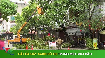 Cắt tỉa cây xanh đô thị trong mùa mưa bão