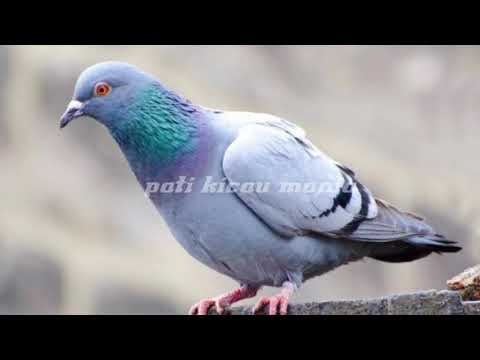 SUARA PIKAT BURUNG DARA/MERPATI AMPUH.