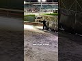 هكذا ينتهي سباق الكلاب