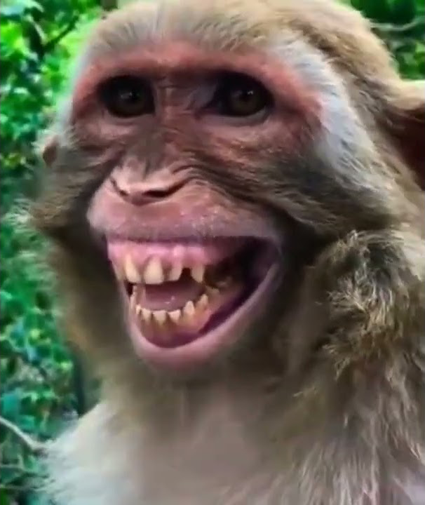 Monyet ketawa