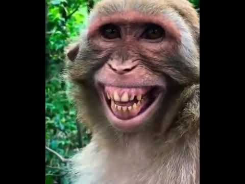 Video: Monyet Ketawa Di Atas Air Mata Budaya