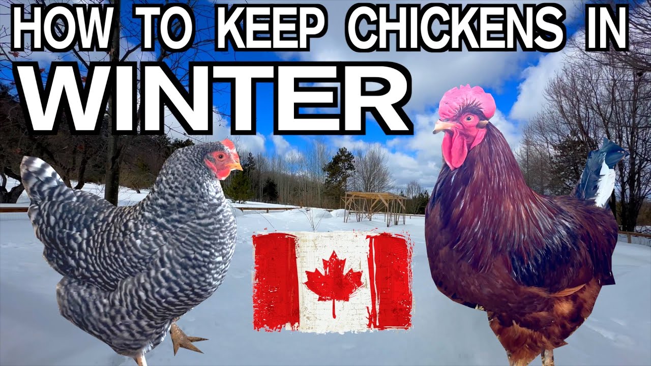 Keeping Chickens In Winter in Canada & Cold Climates