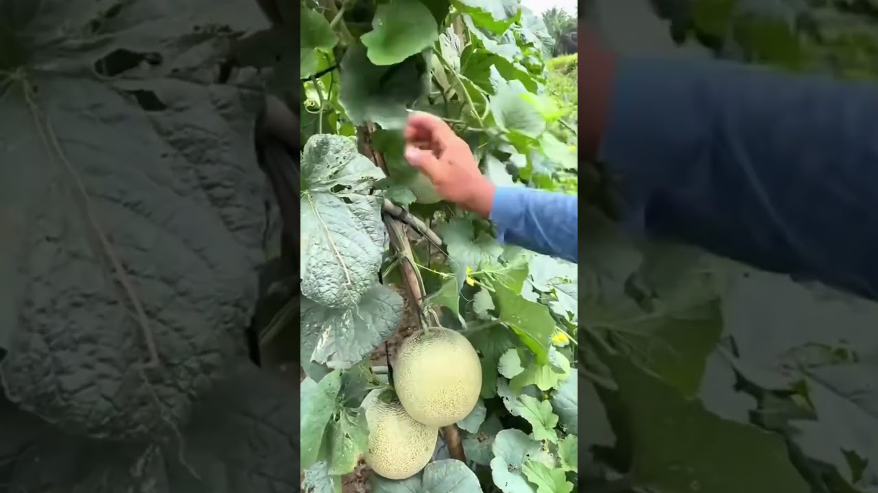 "Melon Field, Money Field: The Huge Potential Behind Fresh Fruit" 