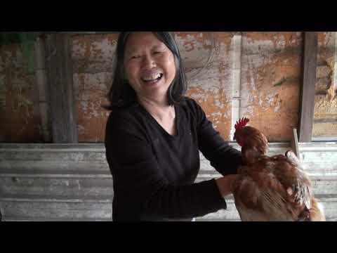 0327紅葉部落長輩照料退休蛋雞 唱歌講笑話友善飼養
