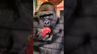 100% Gorilla Eating Compilation Part 1