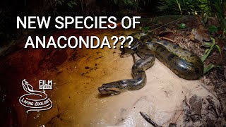 New species of giant Green anaconda (Eunectes akayima)? No, it is not a valid snake species!