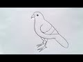 how to draw cuckoo bird drawing easy step by step@DrawingTalent
