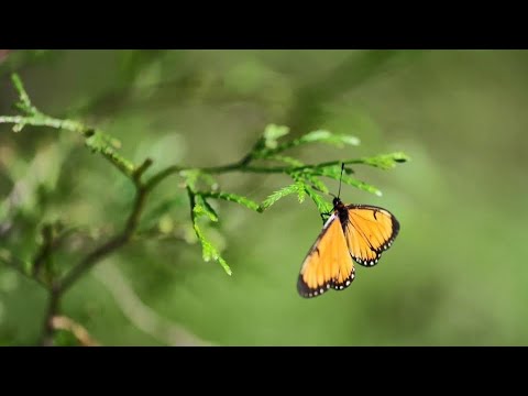 「恰似你的溫柔」-蔡琴