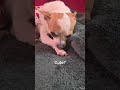 All dressed up! cute puppy dog chihuahua