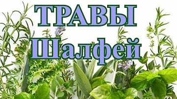 ТРАВЫ - Шалфей и чай из шалфея