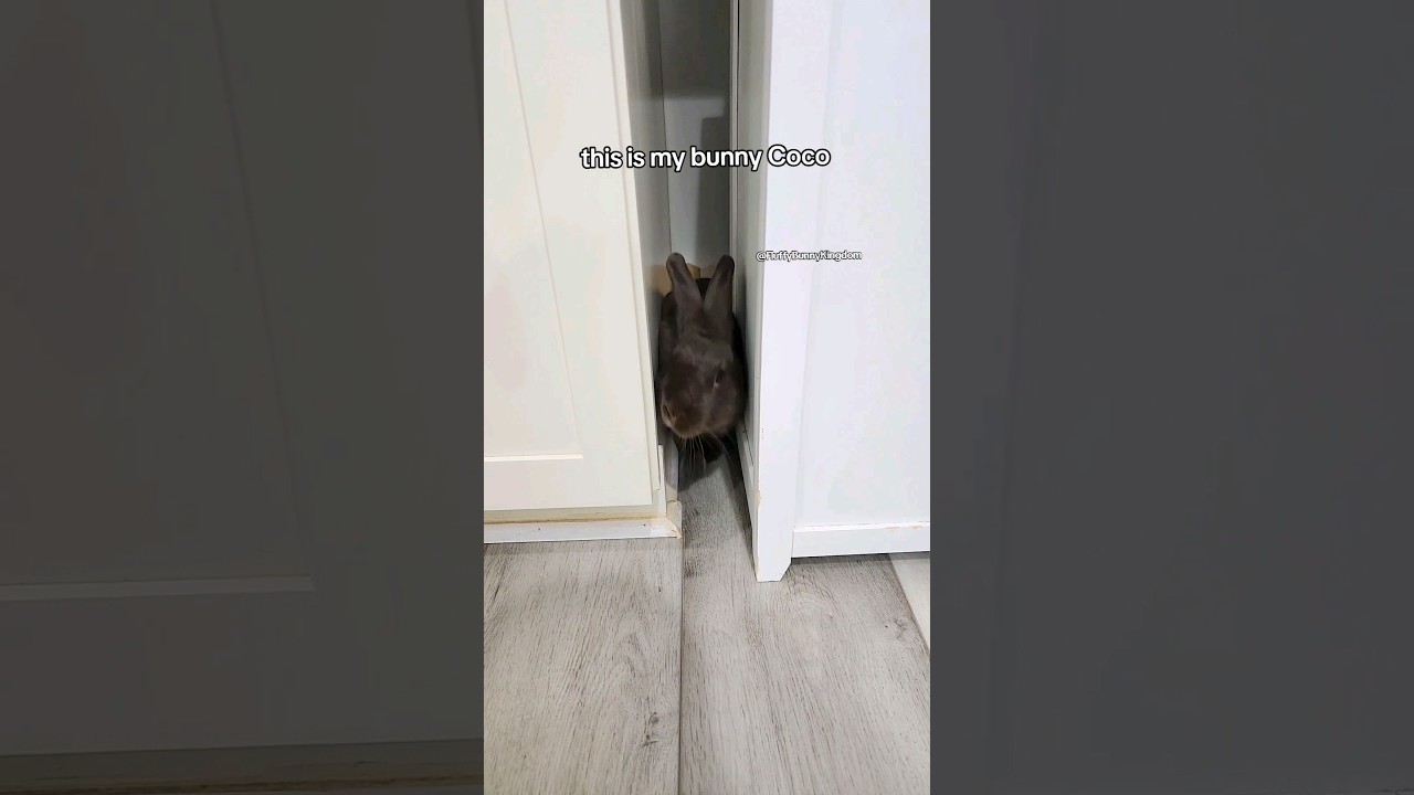 meet my bunny Coco who love loves hiding in small spaces 