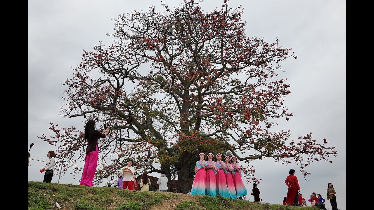 Mùa hoa gạo bên bến sông Thương
