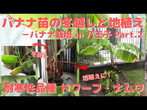 ドワーフナムワ バナナ 苗（4本セット①）　耐寒性バナナ 耐寒性バナナ ドワーフナムワーハーディ 1株トロピカルフルーツ