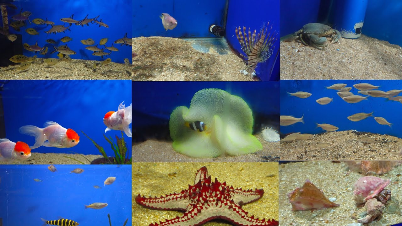 Aqua world Fish aquarium kanyakumari part 2fish fishes kanyakumari YouTube