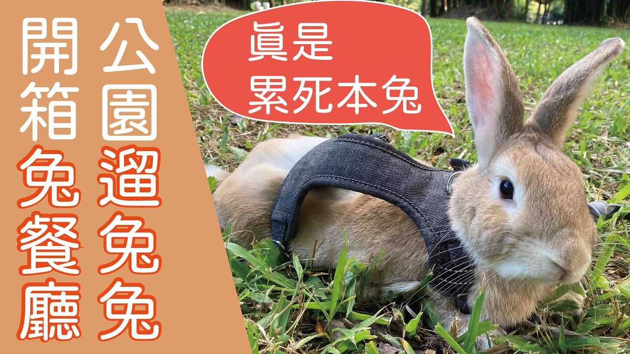 耶比日常／遛兔該注意什麼呢？帶兔兔去公園跑跑&開箱新的兔兔餐廳