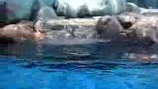 Penguins In Langkawi??