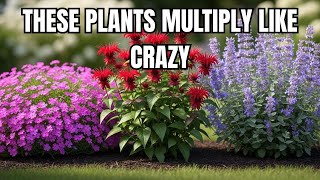 Plant These in APRIL! 11 FAST SPREADING Perennials for a LUSH LandScape All Year Round screenshot 4