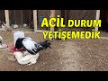 ACİL DURUM ! YETİŞTİREMEDİK ! ÖLDÜ