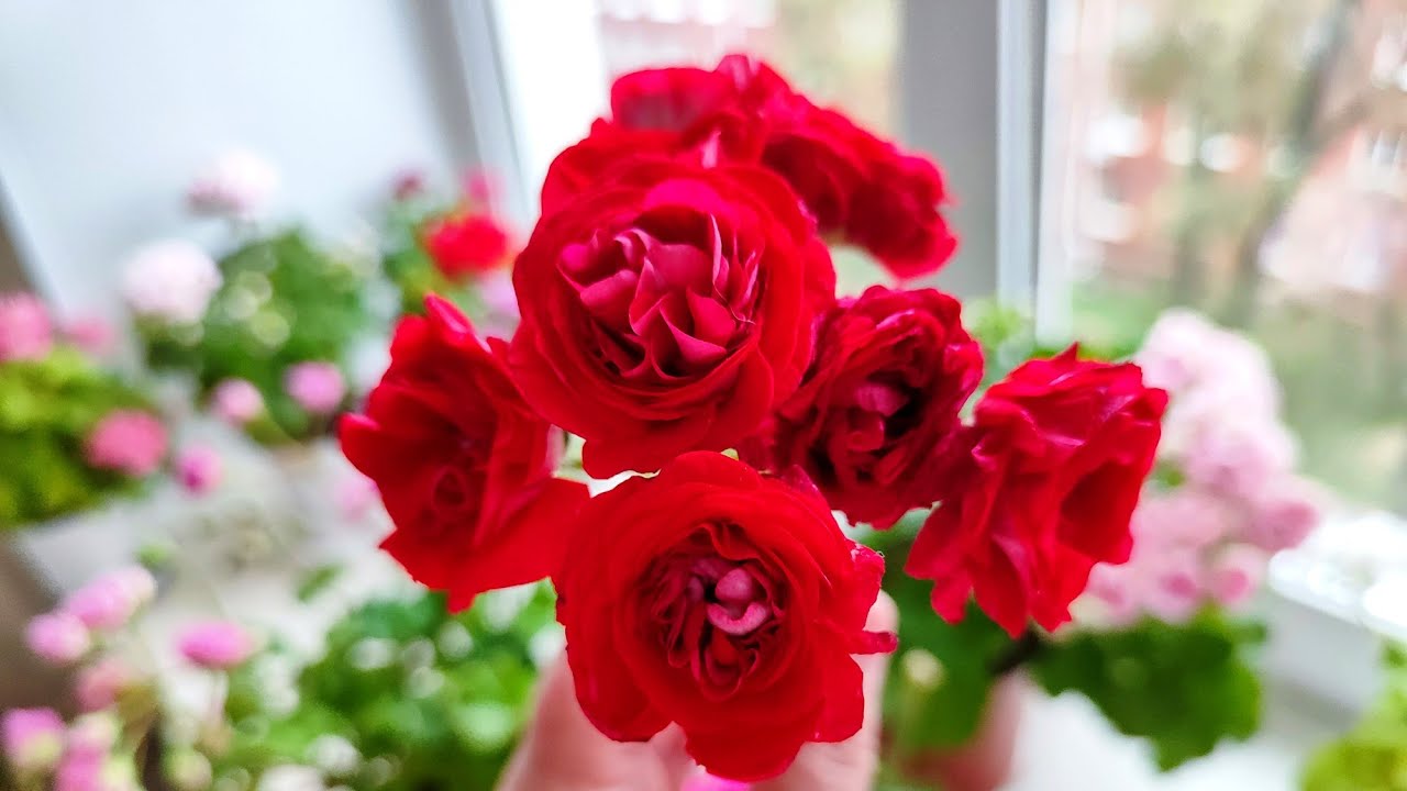 Последний обзор цветения пеларгоний в сезоне 