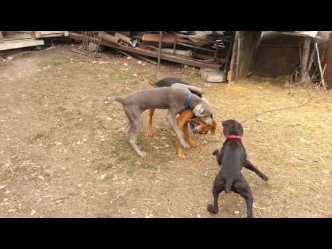 6 months old Weimaraner and a German Pointer/ ვეიმარანერი და კურცჰაალი ეთამაშჰებიან გონჩს