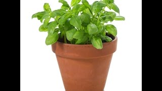 How To Grow Basil In Pot - آموزش کاشت ریحان در گلدان