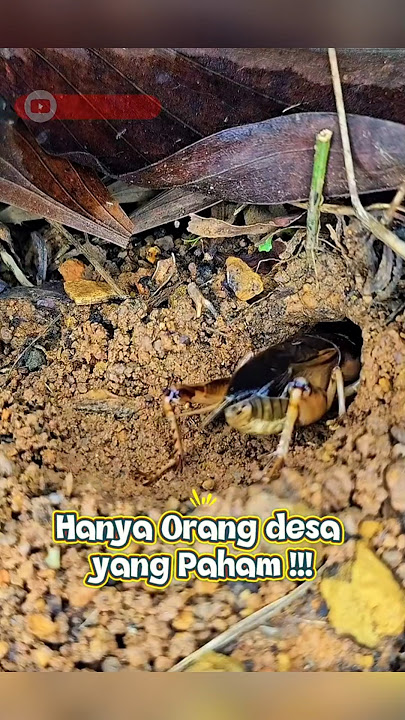 Gangsir: Jangkrik Raksasa dengan Suara Nyaring di Musim Kemarau!