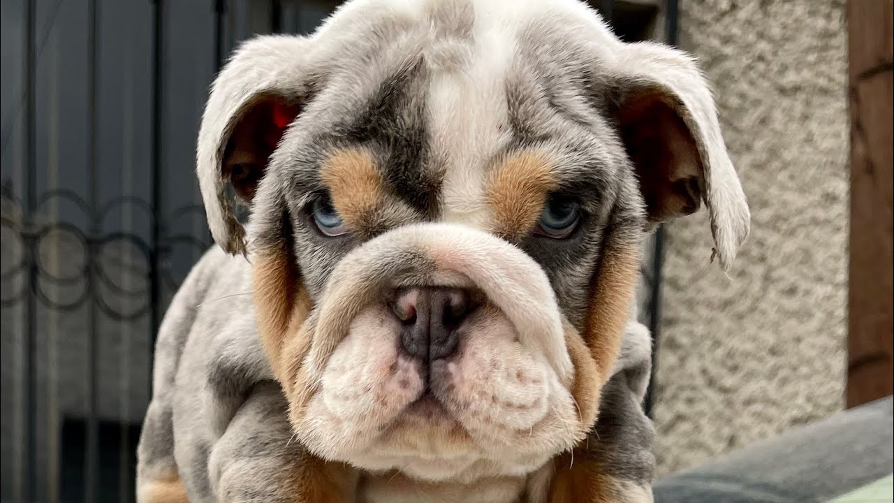 Bulldog Chicken Rosa Pegado de orejas para tener la forma de rosa bulldog inglés - YouTube
