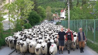 POSLJEDNJI NOMADI IZ BOSNE ELDIN I NJEGOVIH 1200 OVACA PUTUJU VEĆ DANIMA