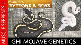 GHI Mojave Ball Python Genetics at Palumbo's Pythons & Boas