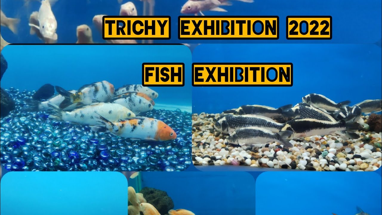 Trichy Exhibition 2022 Fish exhibition Part 2 YouTube