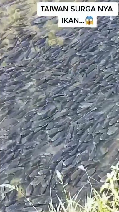 indahnya kalau mancing nila di taiwan #youtubeshorts #mancing #shorts #mancingmania #fyp #viral