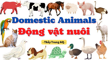 Học Từ Vựng Tiếng Anh: Động Vật Nuôi - Domestic Animals/ Thầy Trung AQ