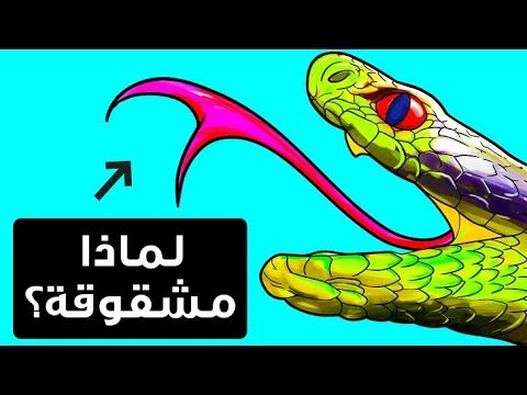 فيديو: لماذا تستخدم الثعابين لسانها؟