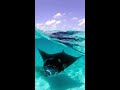 Beautiful Manta Ray Swimming
