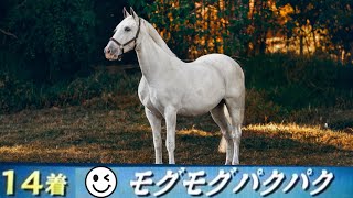 実在する馬の名前がもはやツッコミ待ちなんだけどｗｗ【ツッコミ】