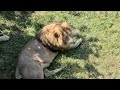 Почему вожак предпочитает это место! Тайган Lions in Crimean Taigan