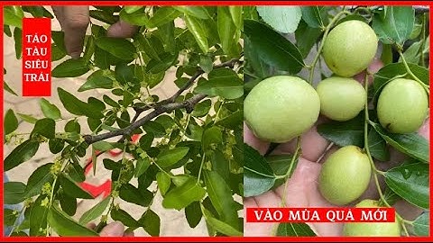 Cây Táo Tàu trồng ở Việt Nam cũng cho trái sai trĩu cành. Sỉ, lẻ toàn quốc. Lh: 092.391.2111
