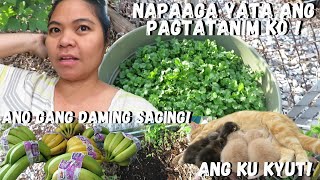 BUHAY AMERIKA: NAG UMPISA NG MAGTANIM INAGAHAN KO NA! SINO MAY GUSTO NG KUTING? :)