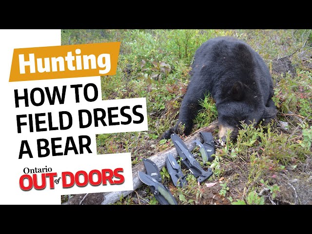 Watch How to field dress a bear on YouTube.