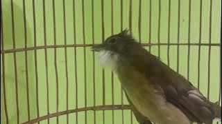 Tolak tawaran 5jt ternyata seperti ini Bunyinya