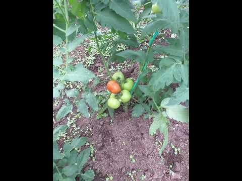 cómo y cuándo plantar tomates en campo abierto
