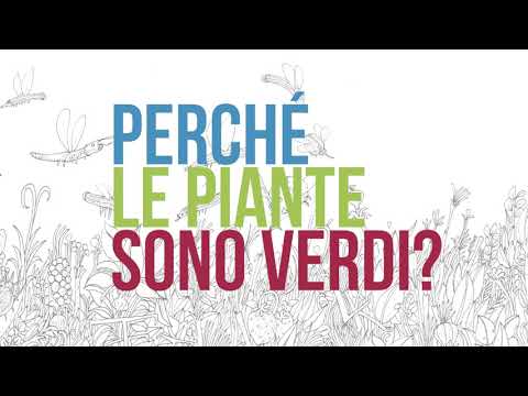 Video: Perché Le Piante Sono Verdi?