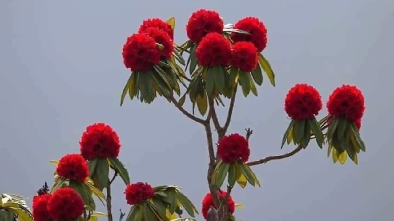 नेपालको राष्ट्रिय फुल लालीगुराँस  Nepal's National Flower 🌹Rhododendron