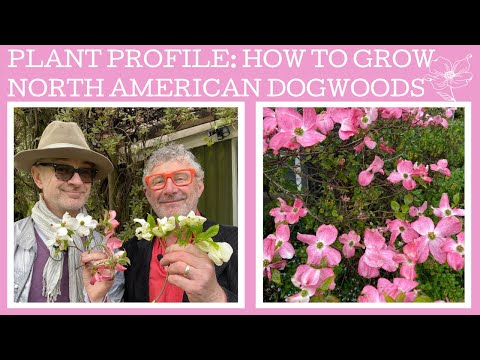   Plant Profile How To Grow The North American Cornus Or Flowering Dogwoods
