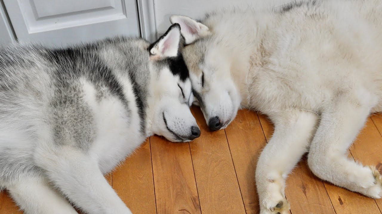 Brothers] These two husky brothers, tired from playing, snuggle up