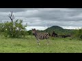 Sabi Sand Private Game Reserve - Magnificent zebra with Leopard hills in the background.