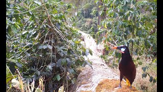 Montezuma Oropendola - Tico Times