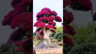 Cây Bonsai Cổ Thụ Ra Hoa Đỏ Rực. #TMtv.